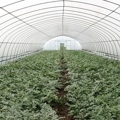 Invernadero galvanizado con túnel para una producción de verduras eficiente