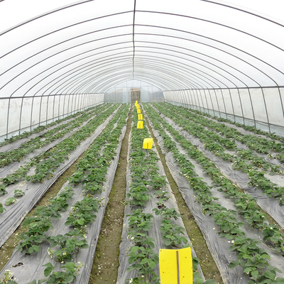 Invernadero galvanizado con túnel para una producción de verduras eficiente
