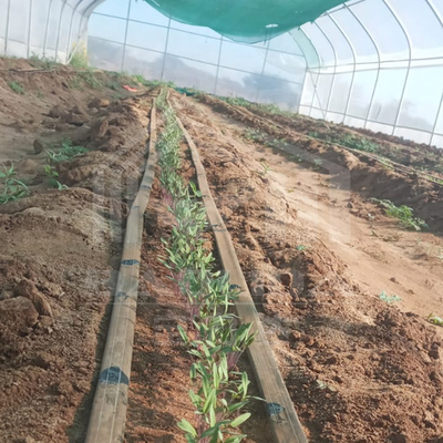 Invernadero galvanizado con túnel para una producción de verduras eficiente