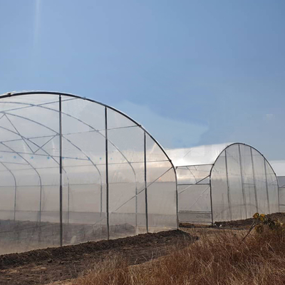Invernadero de túnel de 6x15m para proyectos de cultivo de flores y verduras