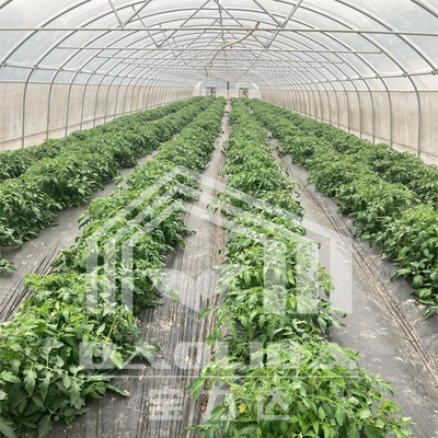 Invernadero de túnel de 6x15m para proyectos de cultivo de flores y verduras