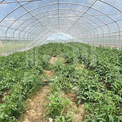 Invernadero de túnel de 6x15m para proyectos de cultivo de flores y verduras