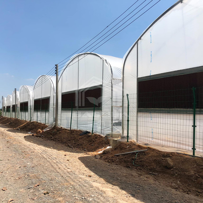 Invernadero de túnel alto práctico para soluciones agrícolas