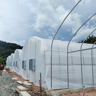 Invernadero de túnel alto práctico para soluciones agrícolas