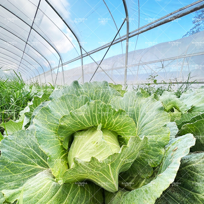 Invernadero de túnel de acero resistente a la oxidación para la agricultura durante todo el año