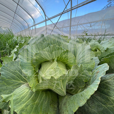 Invernadero de túnel rentable con cubierta de PE para verduras y flores