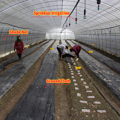 Plantación de hongo vegetal Invernadero de sombreado con cubierta blanca negra y red de sombreado de película