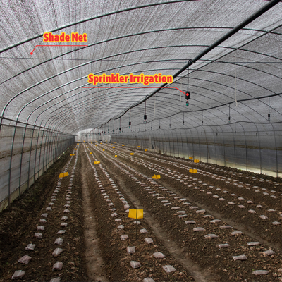 Plantación de hongo vegetal Invernadero de sombreado con cubierta blanca negra y red de sombreado de película