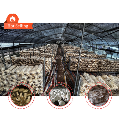 Ventilación manual o eléctrica de rodillo de arriba Polietileno agrícola cubierto con película de hongo Invernadero con estructura de acero galvanizado en caliente