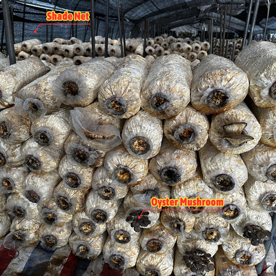 Ventilación manual o eléctrica de rodillo de arriba Polietileno agrícola cubierto con película de hongo Invernadero con estructura de acero galvanizado en caliente