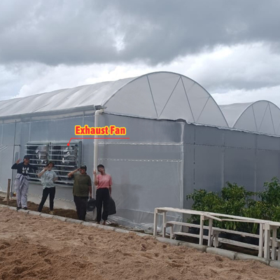Casa de cultivo de flores y hortalizas Invernadero Quonset Hut Conservatorio Invernadero con alcantarillado Invernaderos grandes con ventilación en el techo