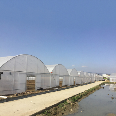 Estufa de película de plástico de 8 a 60 m de longitud para la agricultura y la producción de flores
