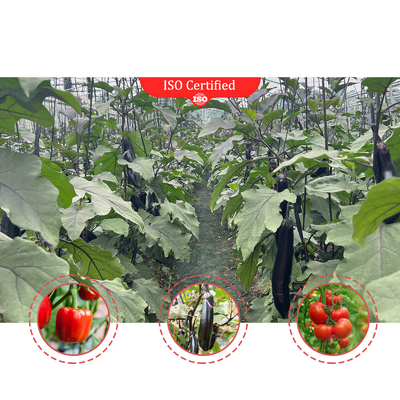 Planta impermeable con termostato Sistema de cultivo hidropónico Túneles invernaderos grandes para flores