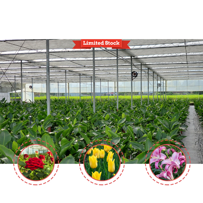 Solución de cultivo de hortalizas 8-60m Tamaño personalizable Invernadero de túnel agrícola con banco rodante y sistema de riego
