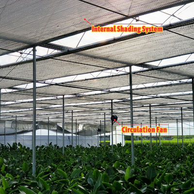Solución de cultivo de hortalizas 8-60m Tamaño personalizable Invernadero de túnel agrícola con banco rodante y sistema de riego