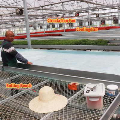Sistema de sombreado automático de diseño económico a medida Invernaderos de fresas para frutas y hortalizas