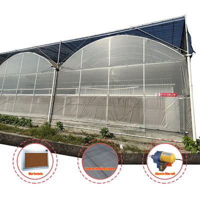 Producción de hortalizas Semillas agrícolas Fresa Invernaderos Multi túnel