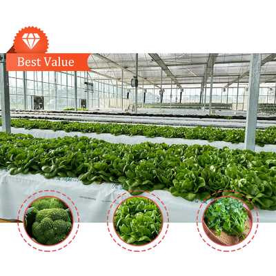Producción de hortalizas Semillas agrícolas Fresa Invernaderos Multi túnel