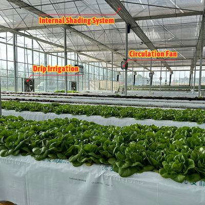 Producción de hortalizas Semillas agrícolas Fresa Invernaderos Multi túnel