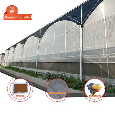 Invernadero de túneles agrícolas de película de plástico de varias franjas Invernadero de fresas para la venta con sistema de ventilación
