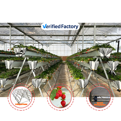 Invernadero de túneles agrícolas de película de plástico de varias franjas Invernadero de fresas para la venta con sistema de ventilación