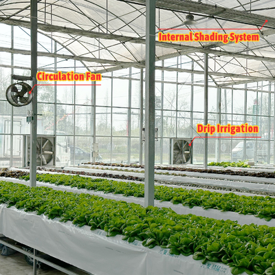 Invernadero de túneles agrícolas de película de plástico de varias franjas Invernadero de fresas para la venta con sistema de ventilación