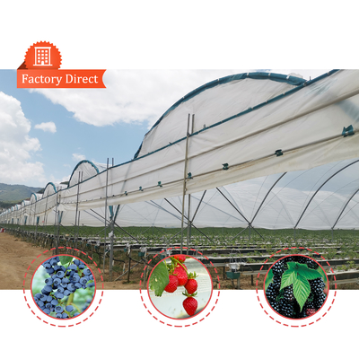Invernadero multi-tramos BAOLIDA de 10-70m de longitud para el cultivo de bayas