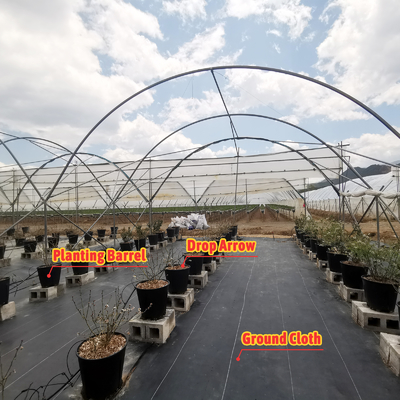 Invernadero multi-tramos BAOLIDA de 10-70m de longitud para el cultivo de bayas