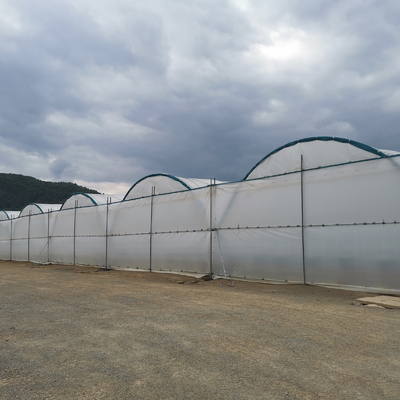 Invernadero multi-tramos BAOLIDA de 10-70m de longitud para el cultivo de bayas