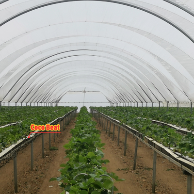 Invernadero multi-tramos BAOLIDA de 10-70m de longitud para el cultivo de bayas