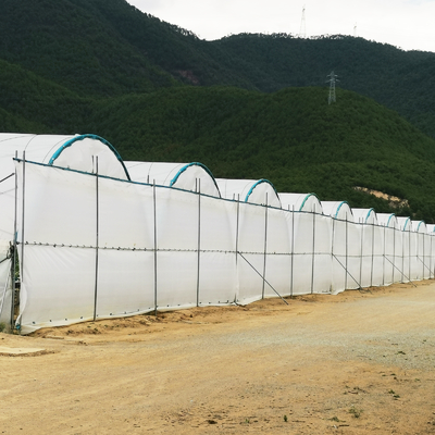 Invernadero multi-tramos BAOLIDA de 10-70m de longitud para el cultivo de bayas