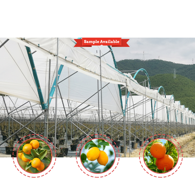 Invernadero de película de PE de múltiples tramos 6m-10m Ancho para frutas y verduras