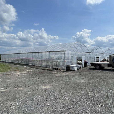 Invernadero de PE de gran tamaño de múltiples tramos 50-100 m de longitud 7-10 m de ancho