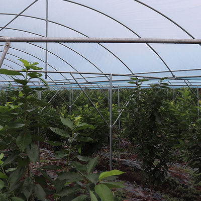 Large Size Multi-Span Greenhouse with PE Material for Grape and Cherry Cultivation