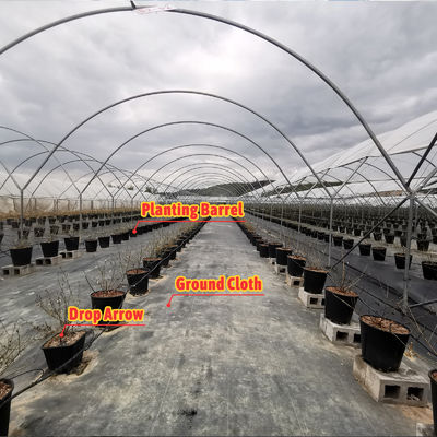 Multi-Span Rain Shelter Greenhouse with PE Film Covering Hot Galvanized Steel Frame and Easily Assembled Design