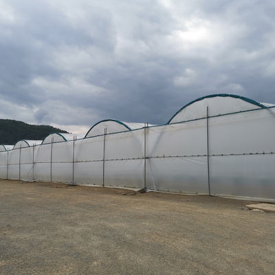 Multi-Span Rain Shelter Greenhouse with PE Film Covering Hot Galvanized Steel Frame and Easily Assembled Design