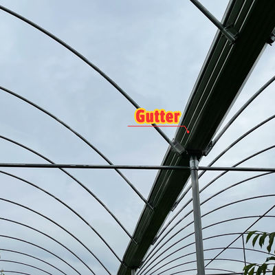 Customizable Size Hot Dipped Galvanized Steel Frame PE Film Covering Rain Shelter Greenhouse for Plants Cultivation