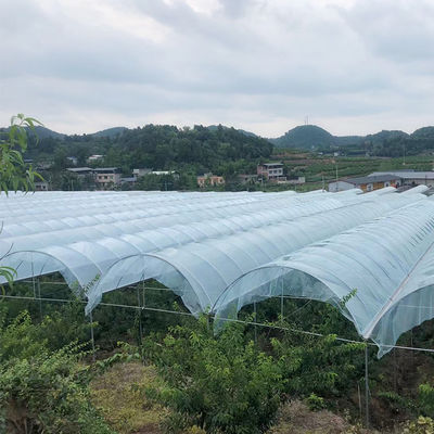 Customizable Size Hot Dipped Galvanized Steel Frame PE Film Covering Rain Shelter Greenhouse for Plants Cultivation