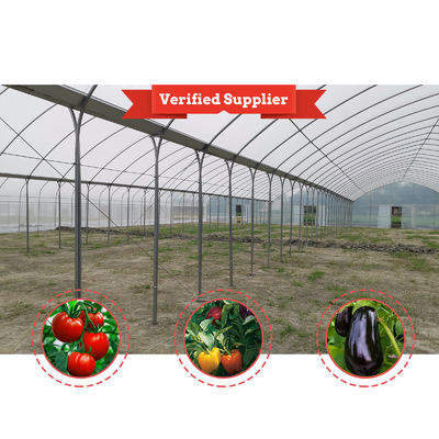 Hot Galvanized Steel Frame Multi-Span Greenhouse with PE Film Covering and Customizable Size for Berry Planting