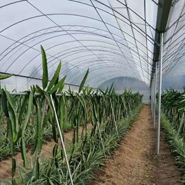 Invernadero multi galvanizado caliente del palmo de la estructura de acero del polietileno del invernadero agrícola de la hoja