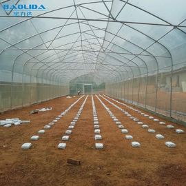 Invernadero plástico del túnel tropical/invernadero agrícola modificado para requisitos particulares