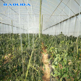 Invernadero natural polivinílico de la película plástica del tomate/invernadero de la hoja del polietileno