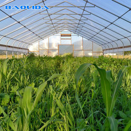 Solo túnel del palmo que crece el invernadero principal agrícola de la película plástica de Sun