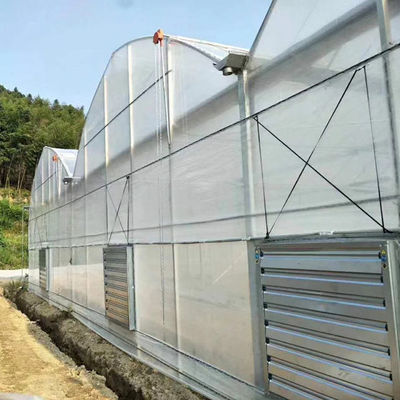 Invernadero multi del palmo de la protección ULTRAVIOLETA de la película de polietileno del control automático para el crecimiento de las plantas