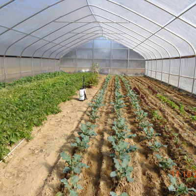 Invernadero barato del invernadero de hoja de la película palmo plástico agrícola del túnel del solo