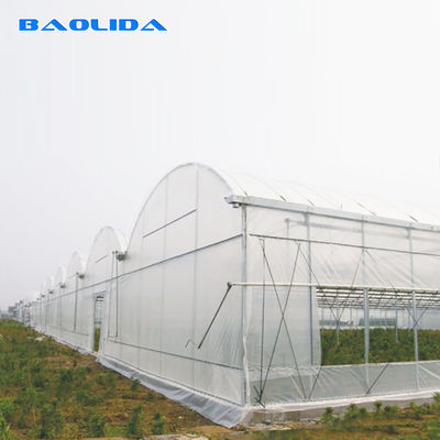 Plantas de la agricultura que crecen el sistema de enfriamiento del invernadero de Multispan con la ventilación superior/de los lados