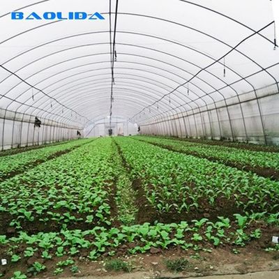 Invernadero plástico del túnel de Agritulture del invernadero de la película de polietileno para el crecimiento vegetal