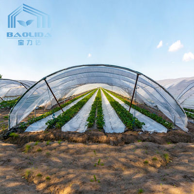 Agricultura Manejo de hongos Invernaderos Plantación de verduras Frutas Invernaderos de una sola extensión