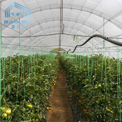Agricultura Manejo de hongos Invernaderos Plantación de verduras Frutas Invernaderos de una sola extensión