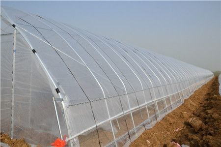 El plástico vegetal del túnel del solo palmo crece agrícola de la casa galvanizado